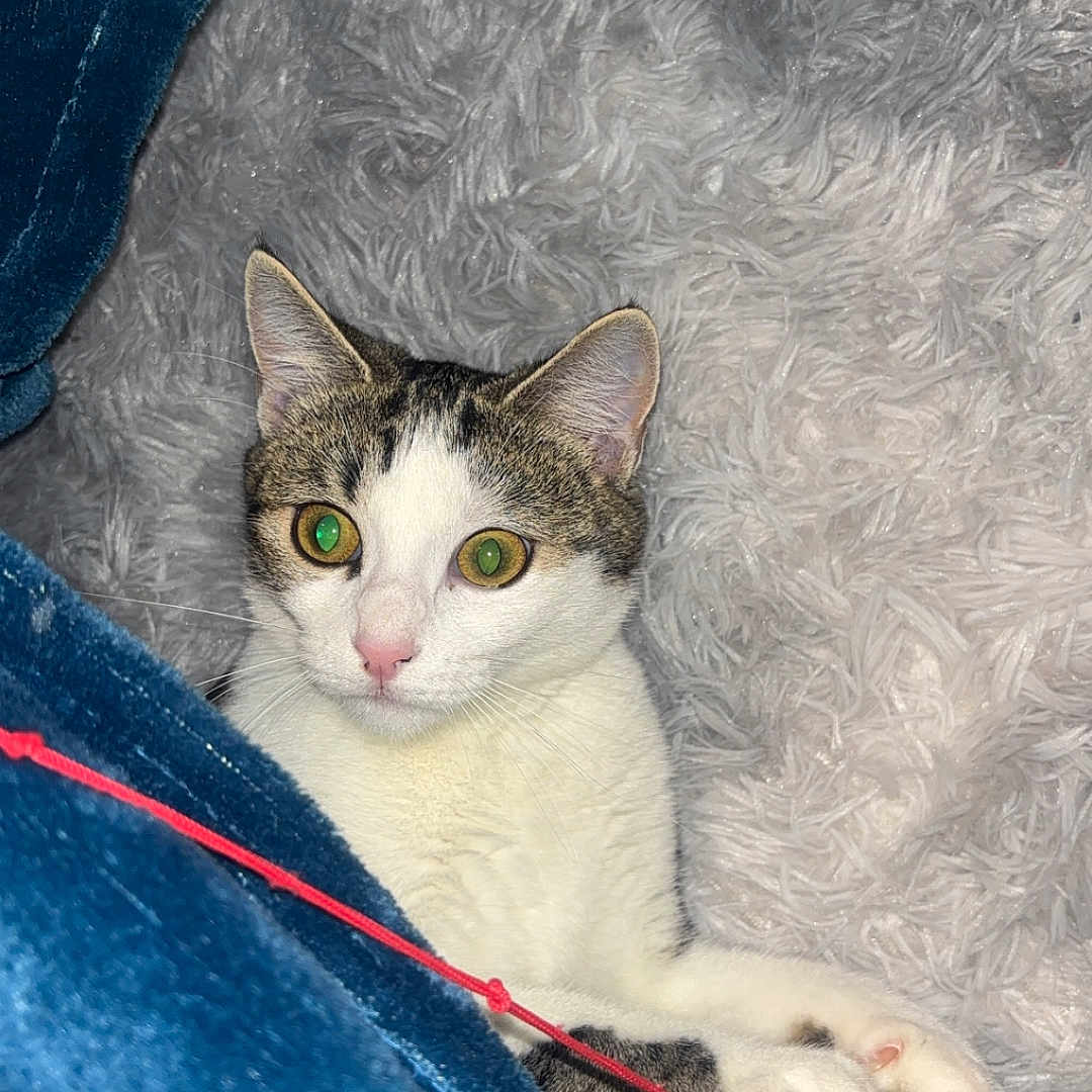 Moustachat participe au concours pour gagner de l'argent avec cette photo : alert, animal, blanket, blue_blanket, cat, cozy, cute, ears, fur, gray_blanket, indoor, paw, pet, playful, red_string, resting, tabby, toy_ball, whiskers, white_fur