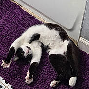 Minx is registered to the contest to win money with this photo: animal, black_and_white, cat, claws, cozy, curious, cute, door, feline, flooring, home, indoor, paw, pet, purple_rug, relaxed, stretching, tile_floor, wall, whiskers