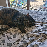Rocky a rejoint le concours — aidez-le/la à gagner de superbes lots ! cat, tabby_cat, bed, bedspread, patterned_fabric, window, car, boat, indoor, animal, pet, relaxed, curious, green_eyes, furniture, daylight, home, nature_outside, resting, cozy
