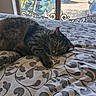 cat, tabby_cat, bed, bedspread, patterned_fabric, window, car, boat, indoor, animal, pet, relaxed, curious, green_eyes, furniture, daylight, home, nature_outside, resting, cozy