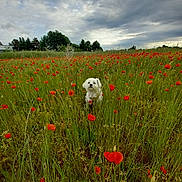 Plume a rejoint le concours — aidez-le/la à gagner de superbes lots ! animal, canine, cloudy_sky, cute, dog, field, flora, flowers, grass, greenery, landscape, meadow, nature, outdoor, pet, plants, poppies, scenic, summer, white_dog