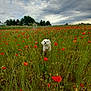 animal, canine, cloudy_sky, cute, dog, field, flora, flowers, grass, greenery, landscape, meadow, nature, outdoor, pet, plants, poppies, scenic, summer, white_dog
