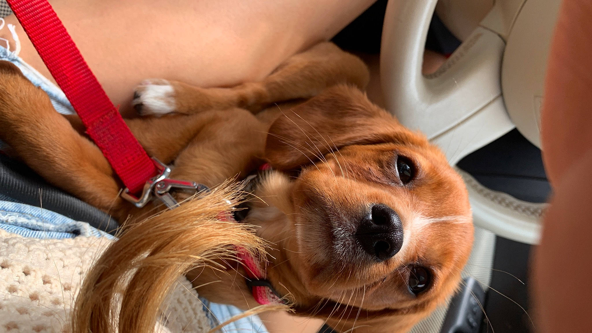 Bunny is registered to the contest to win money with this photo: canidae, carnivore, collar, comfort, companion_dog, dog, dog_breed, dog_collar, dog_supply, ear, fawn, fur, leash, liver, pet_supply, selfie, snout, sporting_group, whiskers, working_animal