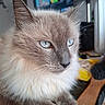 cat, fluffy, blue_eyes, indoor, hairbrush, close_up, pet, feline, relaxed, domestic_animal, whiskers, fur, table, television, background_blur, household, cute, portrait, animal, companion