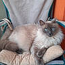 Minu a rejoint le concours — aidez-le/la à gagner de superbes lots ! cat, fluffy, blue_eyes, chair, cushion, pet, indoor, relaxed, feline, seat, resting, domestic_cat, animal, fur, whiskers, paws, looking_at_camera, comfortable, home, portrait