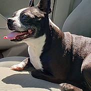 Oreo is registered to the contest to win money with this photo: dog, black_and_white, tongue_out, car_seat, sunlight, pet, animal, relaxed, indoor, seatbelt, canine, paw, happy, side_view, shadow, short_hair, ears_up, snout, close_up, domestic_animal