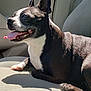 dog, black_and_white, tongue_out, car_seat, sunlight, pet, animal, relaxed, indoor, seatbelt, canine, paw, happy, side_view, shadow, short_hair, ears_up, snout, close_up, domestic_animal