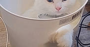 Hemi is registered to the contest to win money with this photo: animal, blue_eyes, cables, cat, close_up, container, ears, face, fluffy, food_bowl, household_object, indoor, kitten, paw, pet, plastic_bin, sitting, whiskers, white_cat, wooden_floor