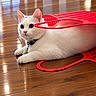 animal, basket, cat, collar, cute, funny, fur, home, indoor, lying_down, pet, pointed_ears, portrait, red_basket, reflection, relaxed, whiskers, white_cat, wide_eyes, wooden_floor