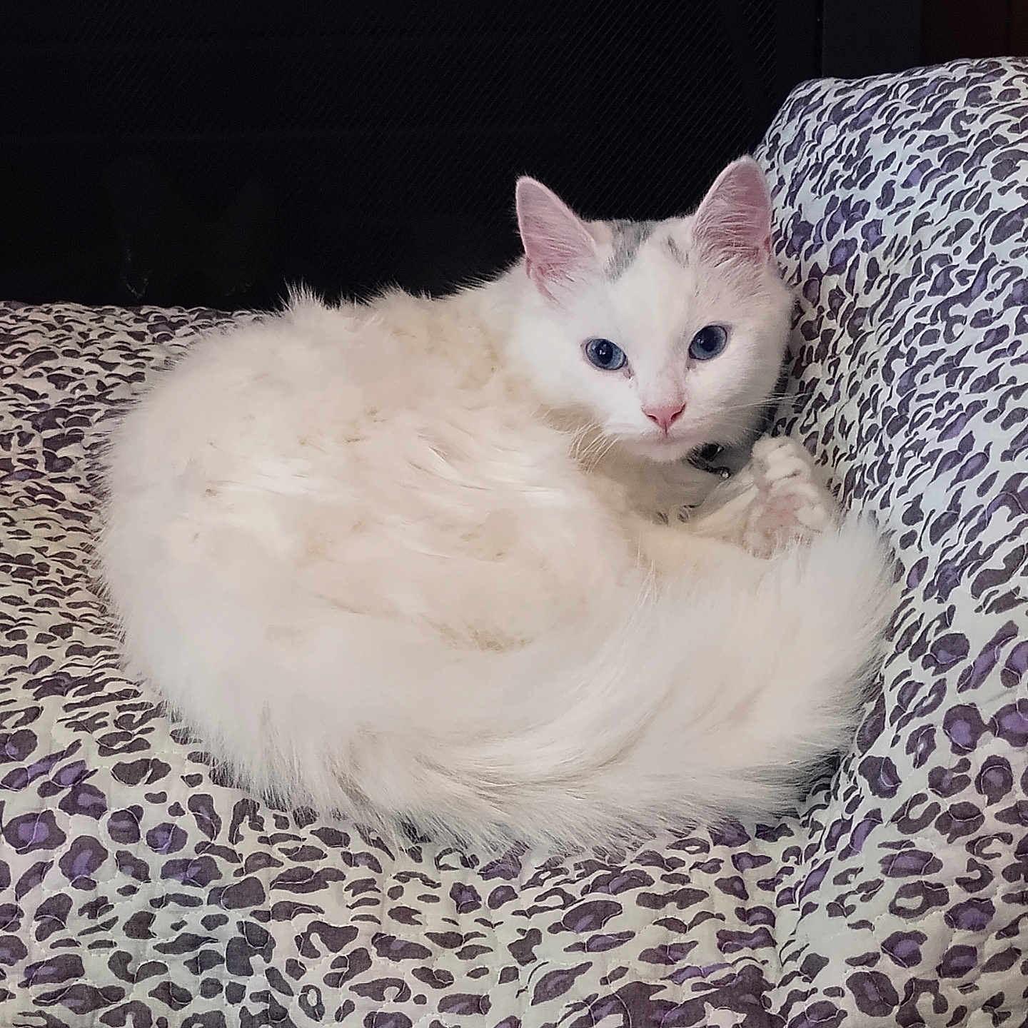 Hemi