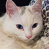 alert, animal, blue_eyes, cat, close_up, cozy, cushion, cute, ears, face, fluffy, indoors, kitten, leopard_print, pet, pink_nose, pink_paw_pads, portrait, whiskers, white_fur