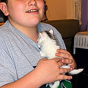 Hemi joined the competition — help win amazing prizes! animal, cat, child, couch, cuddling, fluffy, gray, hands, holding, home, indoor, kitten, person, pet, pet_carrier, portrait, shirt, smiling, tail, white