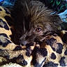 dog, puppy, small_dog, shaggy_fur, brown_fur, black_fur, face, eye, nose, sleepy, cozy, blanket, leopard_print, indoors, close_up, portrait, cuddly, resting, camouflage, pet