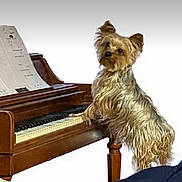 Millie is registered to the contest to win money with this photo: animal, close_up, companion, curious, cute, dog, domestic_animal, fur, indoor, keyboard, musical_instrument, pet, piano, playing, sheet_music, small_dog, standing, white_background, wooden_piano, yorkshire_terrier