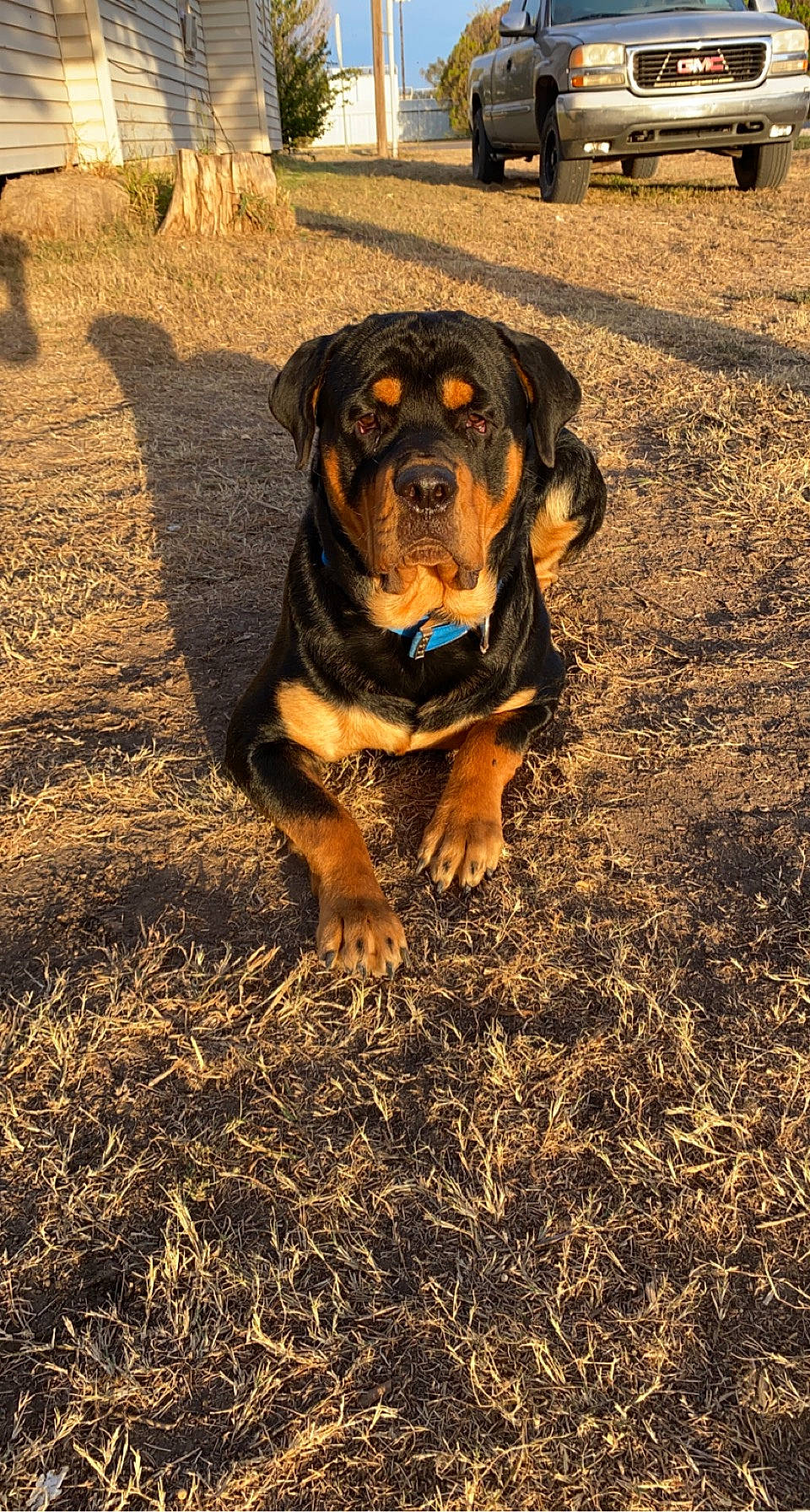 Chop is registered to the contest to win money with this photo: carnivore, companion_dog, dog, dog_breed, door, fur, grass, guard_dog, hunting_dog, landscape, plant, road_surface, soil, sporting_group, terrestrial_animal, tire, wheel, wood, working_animal, working_dog