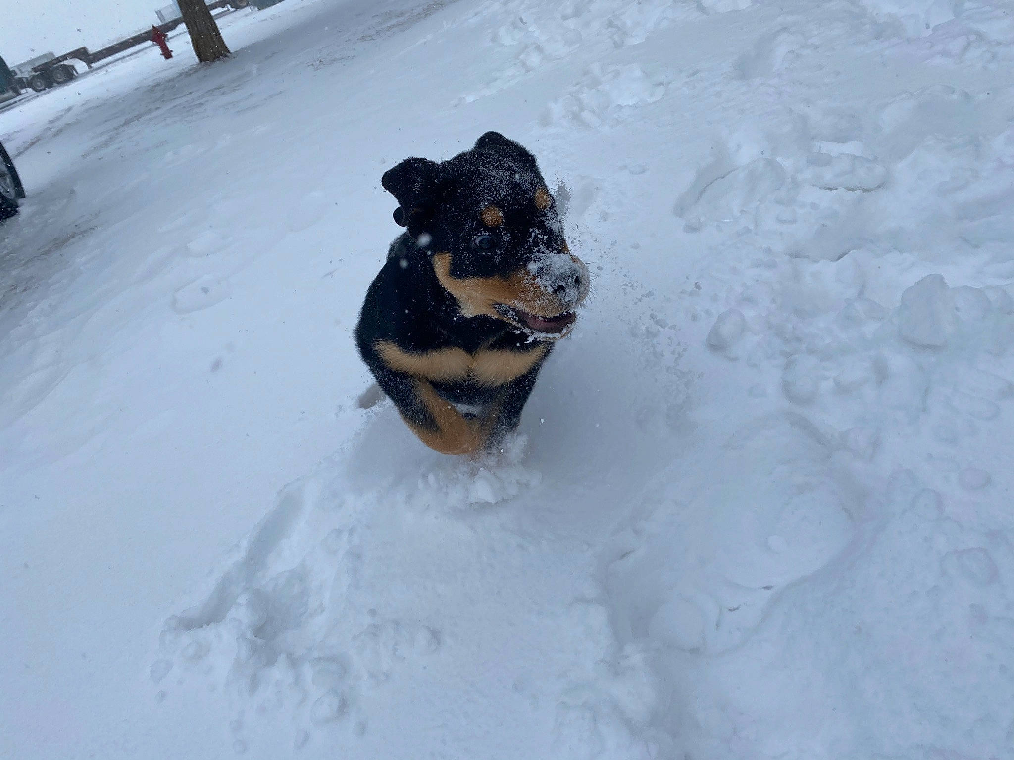 Chop is registered to the contest to win money with this photo: automotive_tire, canidae, carnivore, companion_dog, dog, dog_breed, event, freezing, fun, fur, geological_phenomenon, guard_dog, recreation, snout, snow, sporting_group, tail, winter, working_animal, working_dog
