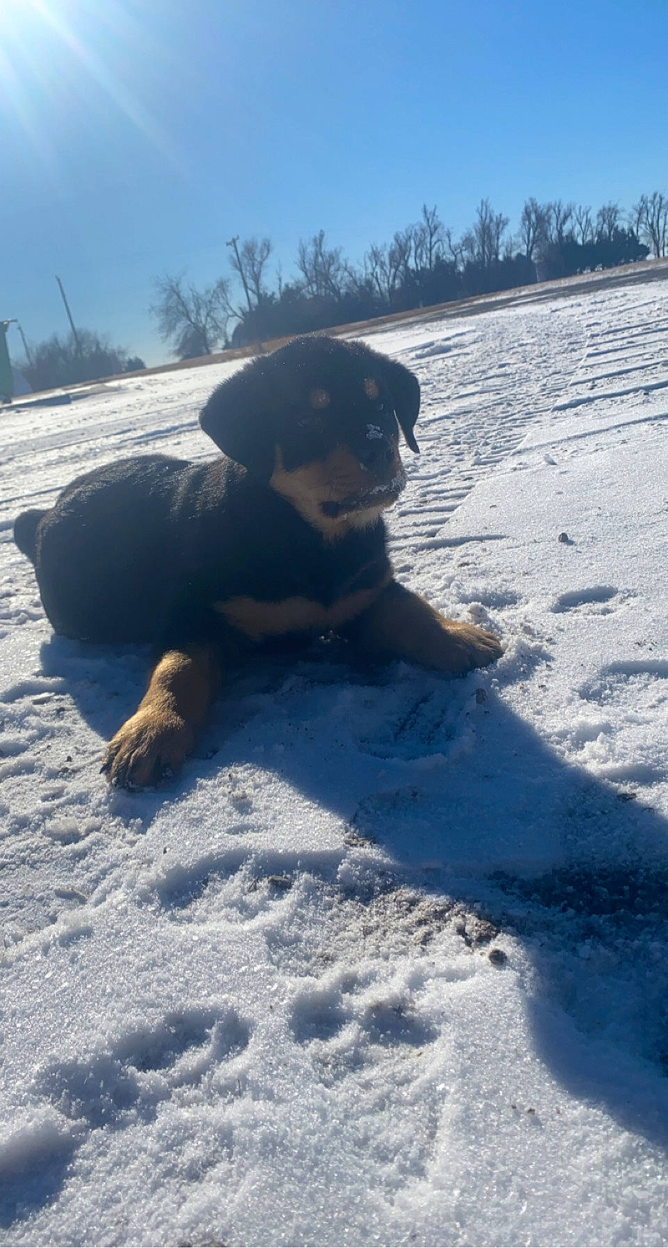 Chop joined the competition — help win amazing prizes! canidae, carnivore, cloud, companion_dog, dog, dog_breed, evening, fawn, freezing, fun, guard_dog, landscape, shadow, sky, snow, sporting_group, tree, winter, working_animal, working_dog