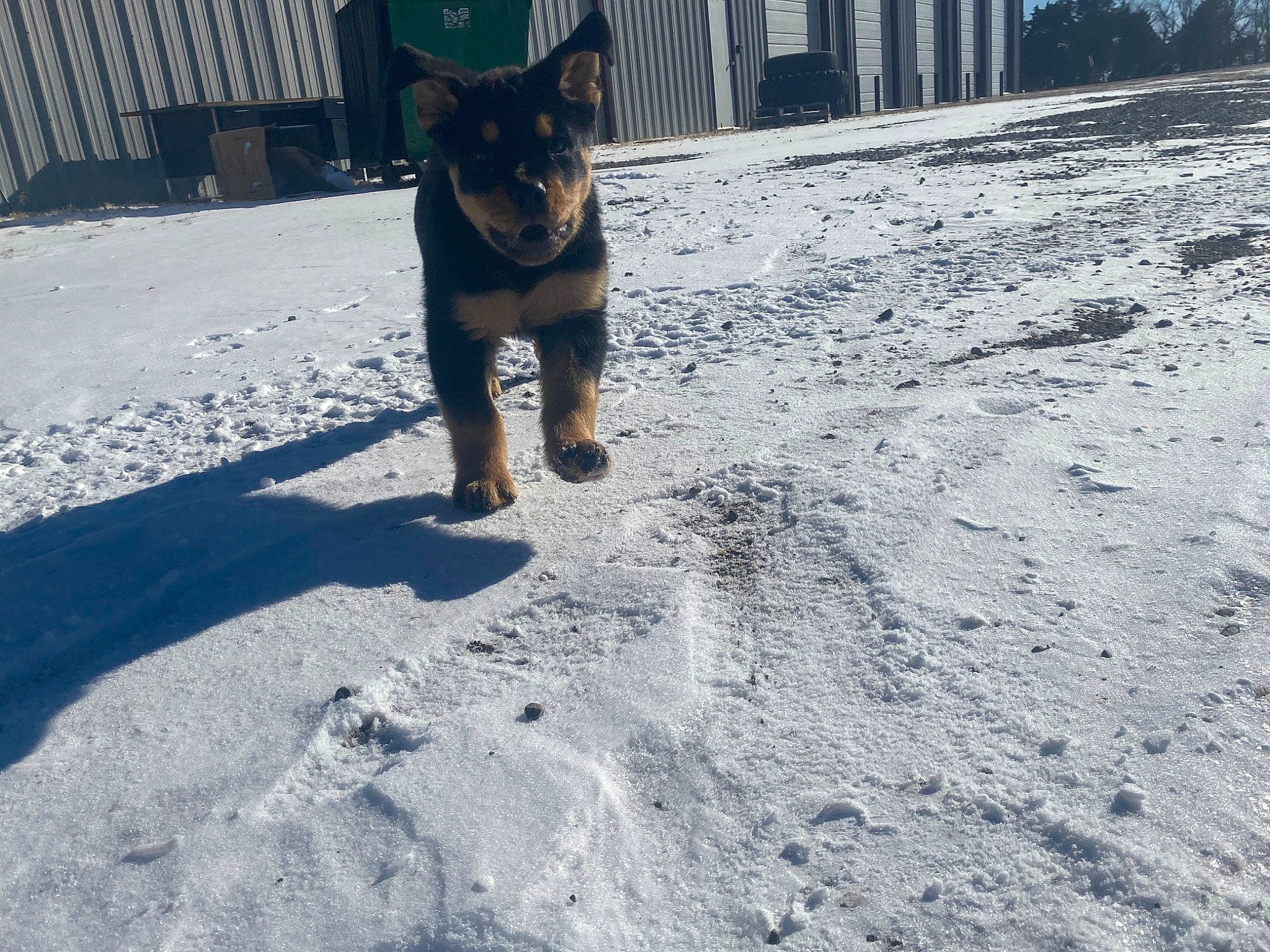 Chop joined the competition — help win amazing prizes! building, carnivore, companion_dog, dog, dog_breed, dog_collar, fawn, felidae, freezing, fur, road_surface, snout, snow, sporting_group, tail, toy_dog, tree, whiskers, window, winter