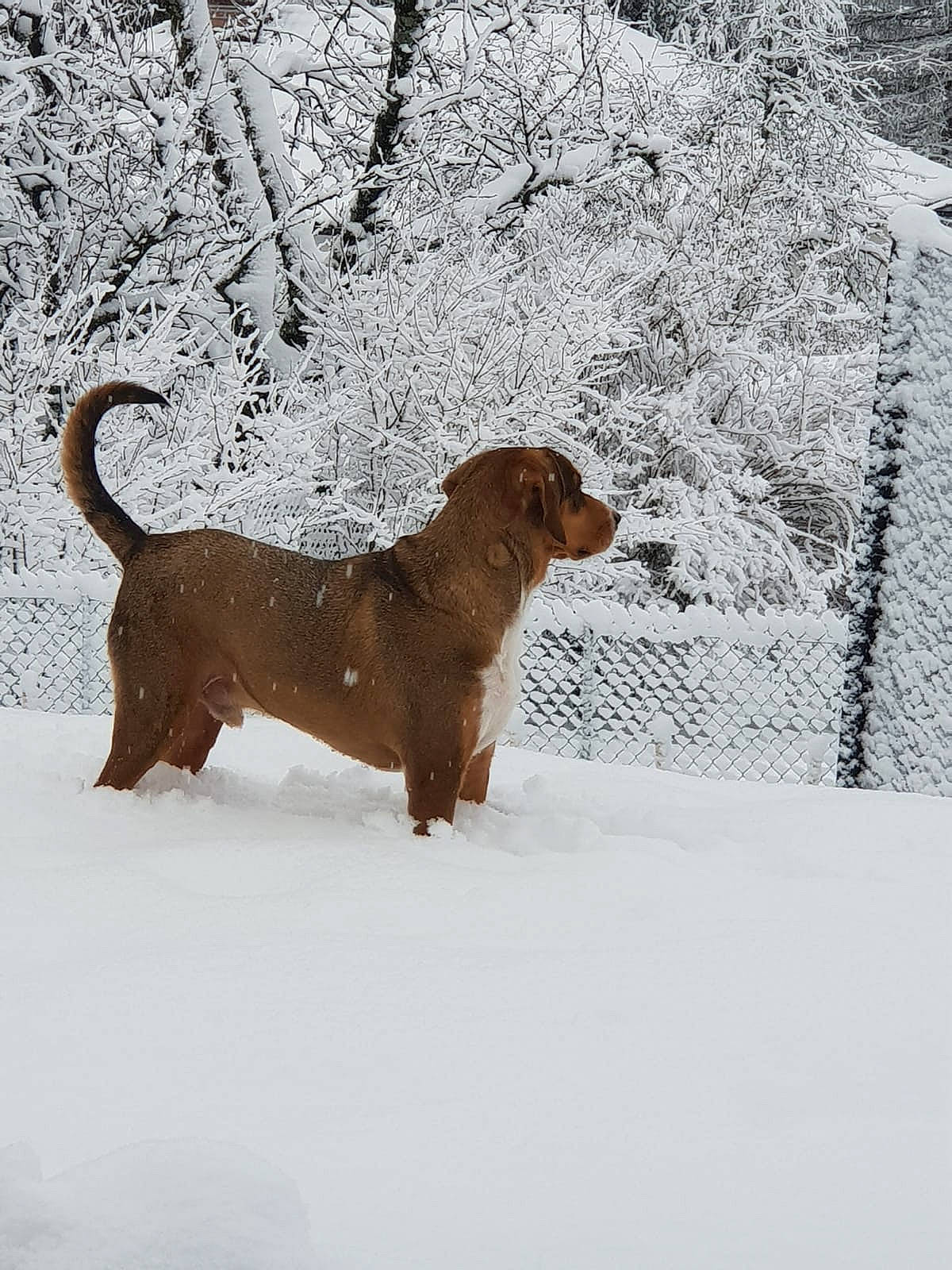 Yellow a rejoint le concours — aidez-le/la à gagner de superbes lots ! alpine_dachsbracke, canidae, carnivore, dog, dog_breed, hound, mammal, rare_breed_dog, snow, sporting_group, styrian_coarse_haired_hound, vertebrate, winter