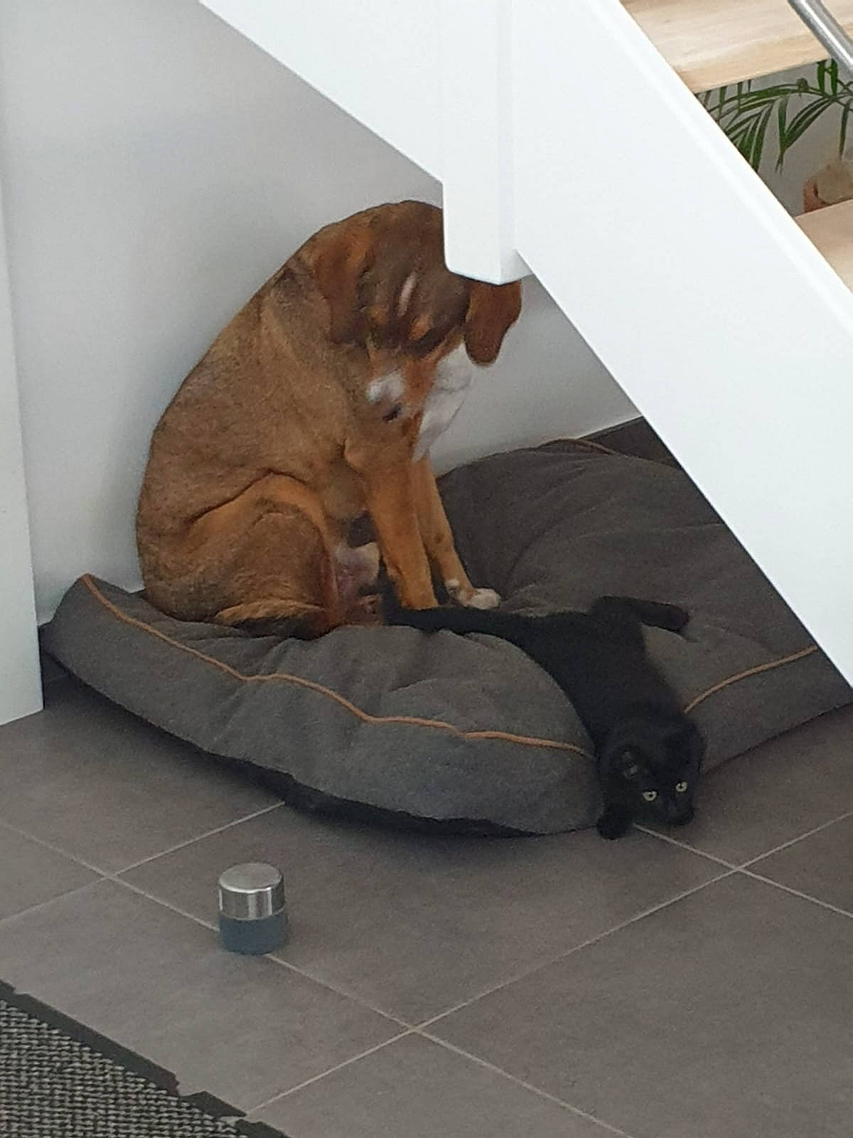 Yellow participe au concours pour gagner de l'argent avec cette photo : canidae, carnivore, cat, comfort, companion_dog, dog, dog_breed, dogue_de_bordeaux, fawn, felidae, floor, sporting_group