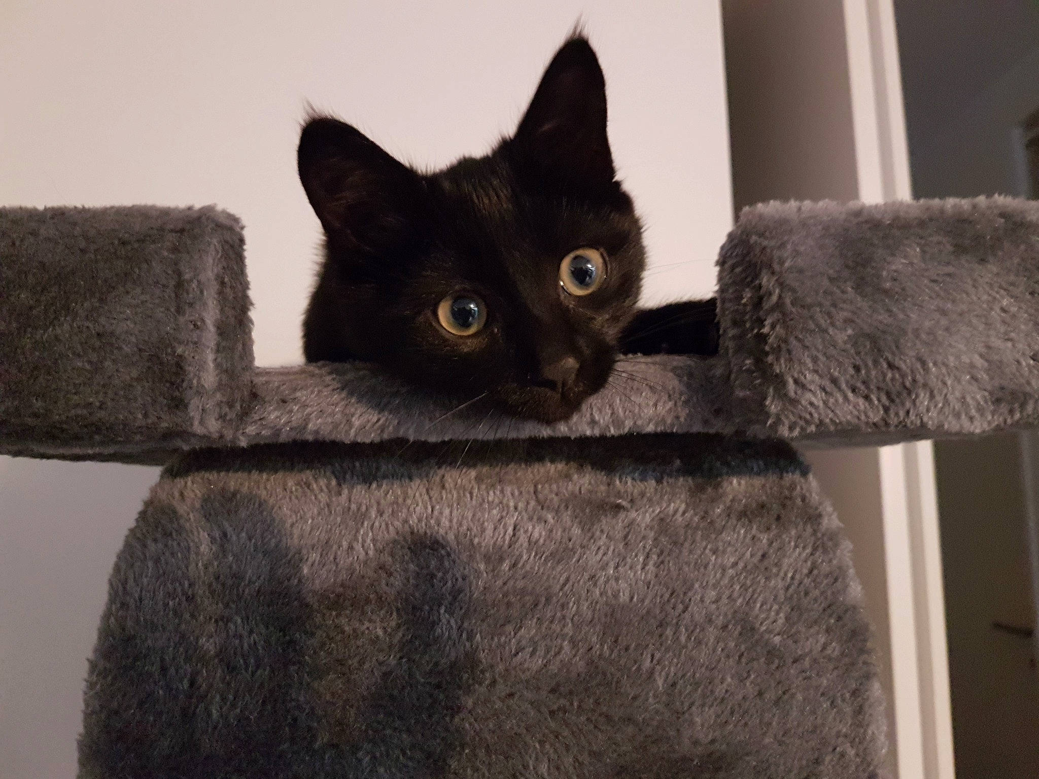 Happy participe au concours pour gagner de l'argent avec cette photo : asian, black_cat, british_shorthair, burmese, carnivore, cat, chartreux, domestic_short_haired_cat, felidae, fur, german_rex, korat, russian_blue, small_to_medium_sized_cats, snout, tail, whiskers