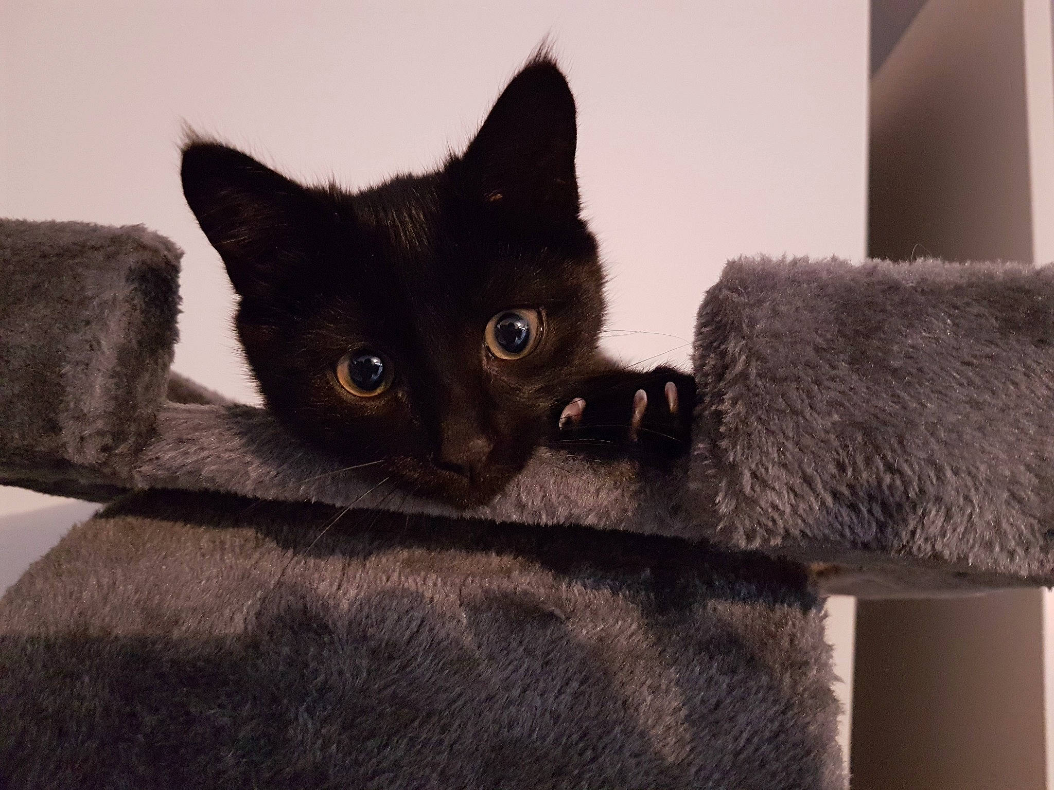 Happy a rejoint le concours — aidez-le/la à gagner de superbes lots ! asian, black_cat, british_shorthair, burmese, carnivore, cat, chartreux, claw, domestic_short_haired_cat, felidae, fur, kitten, korat, mammal, nebelung, russian_blue, small_to_medium_sized_cats, snout, vertebrate, whiskers