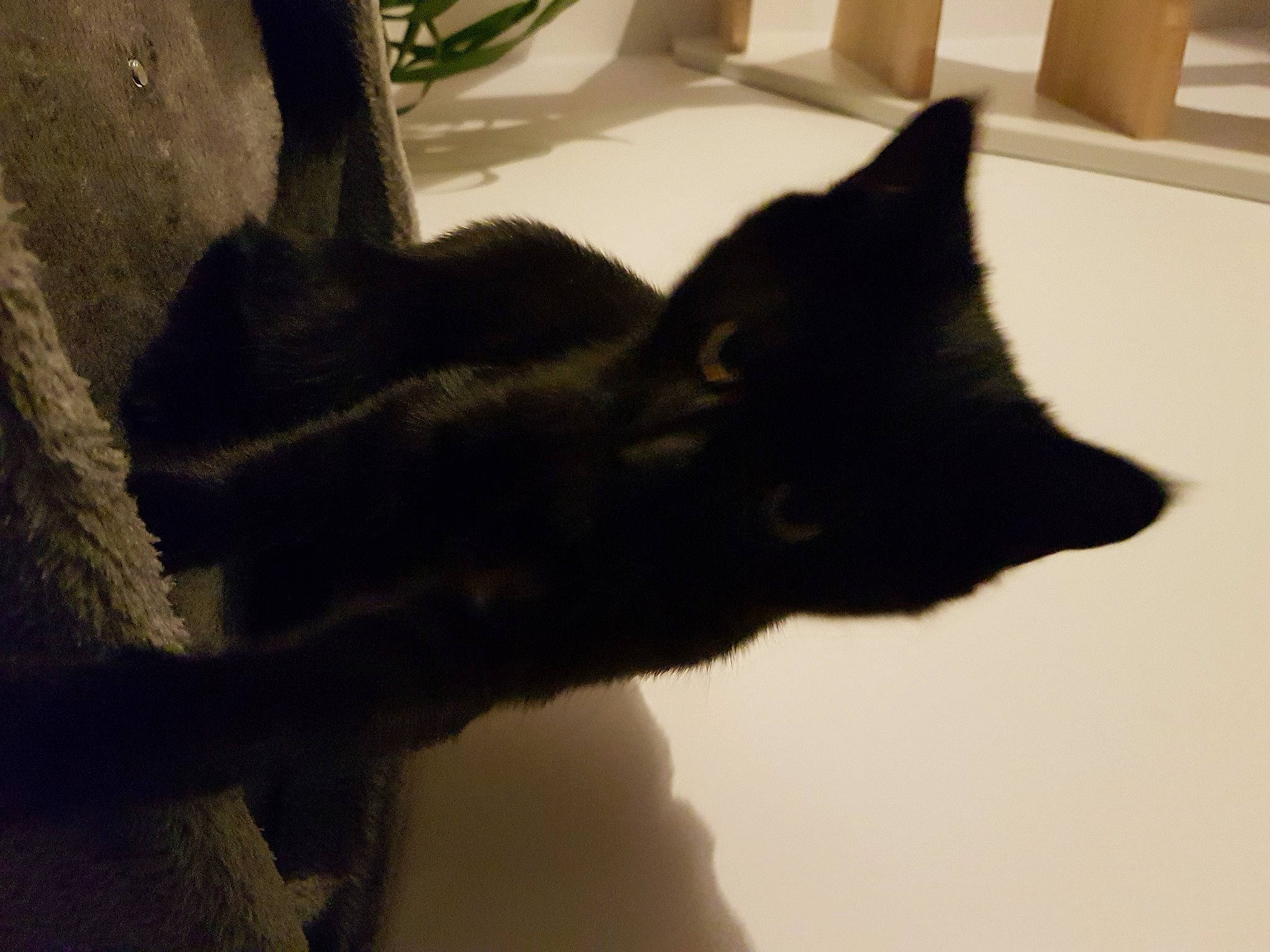 Happy participe au concours pour gagner de l'argent avec cette photo : asian, black, black_cat, bombay, carnivore, cat, domestic_short_haired_cat, ear, felidae, fur, kitten, paw, polydactyl_cat, small_to_medium_sized_cats, snout, tail, whiskers