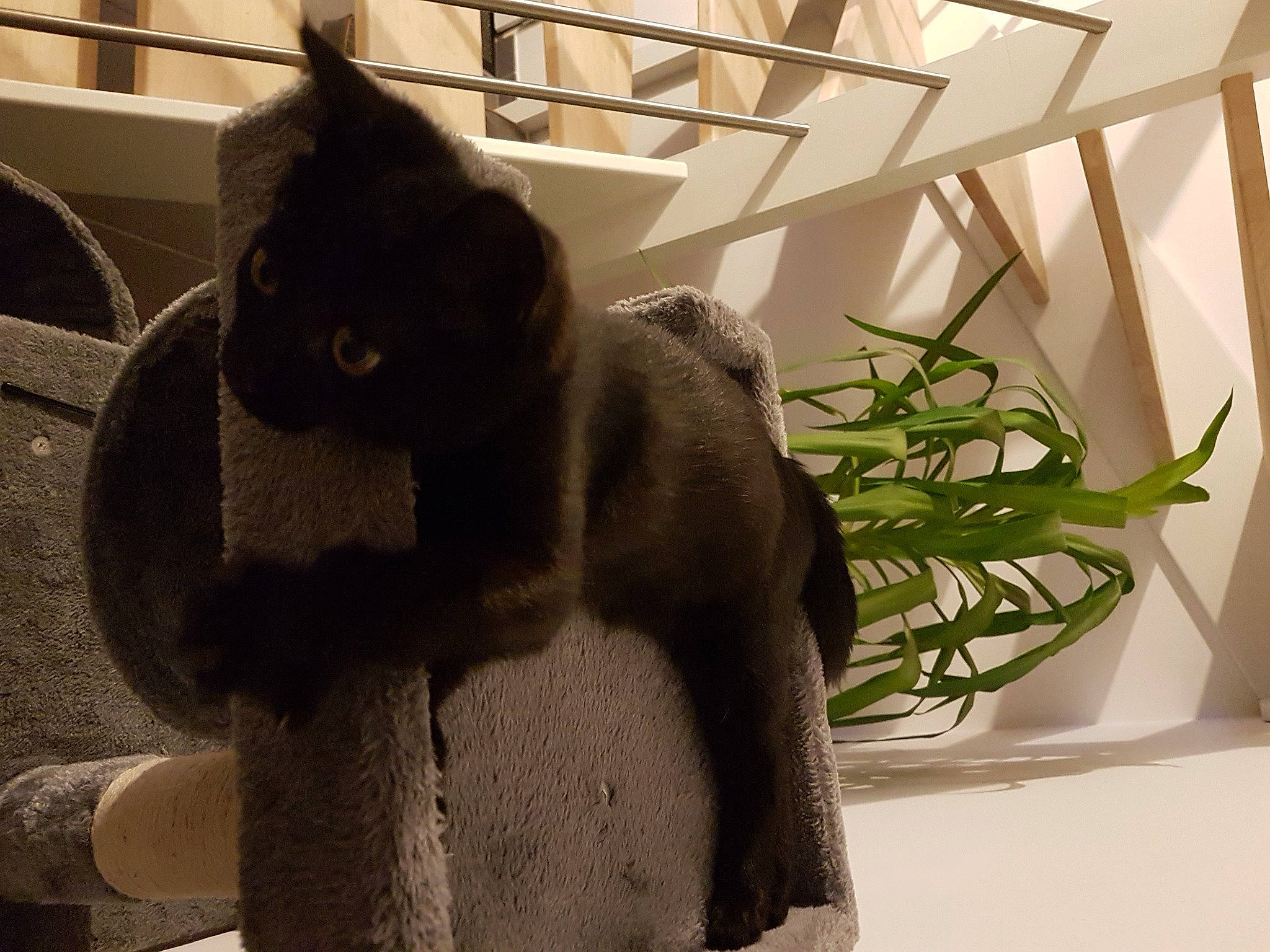 Happy a rejoint le concours — aidez-le/la à gagner de superbes lots ! black_cat, cat, chartreux, felidae, fur, room, russian_blue, small_to_medium_sized_cats, tail