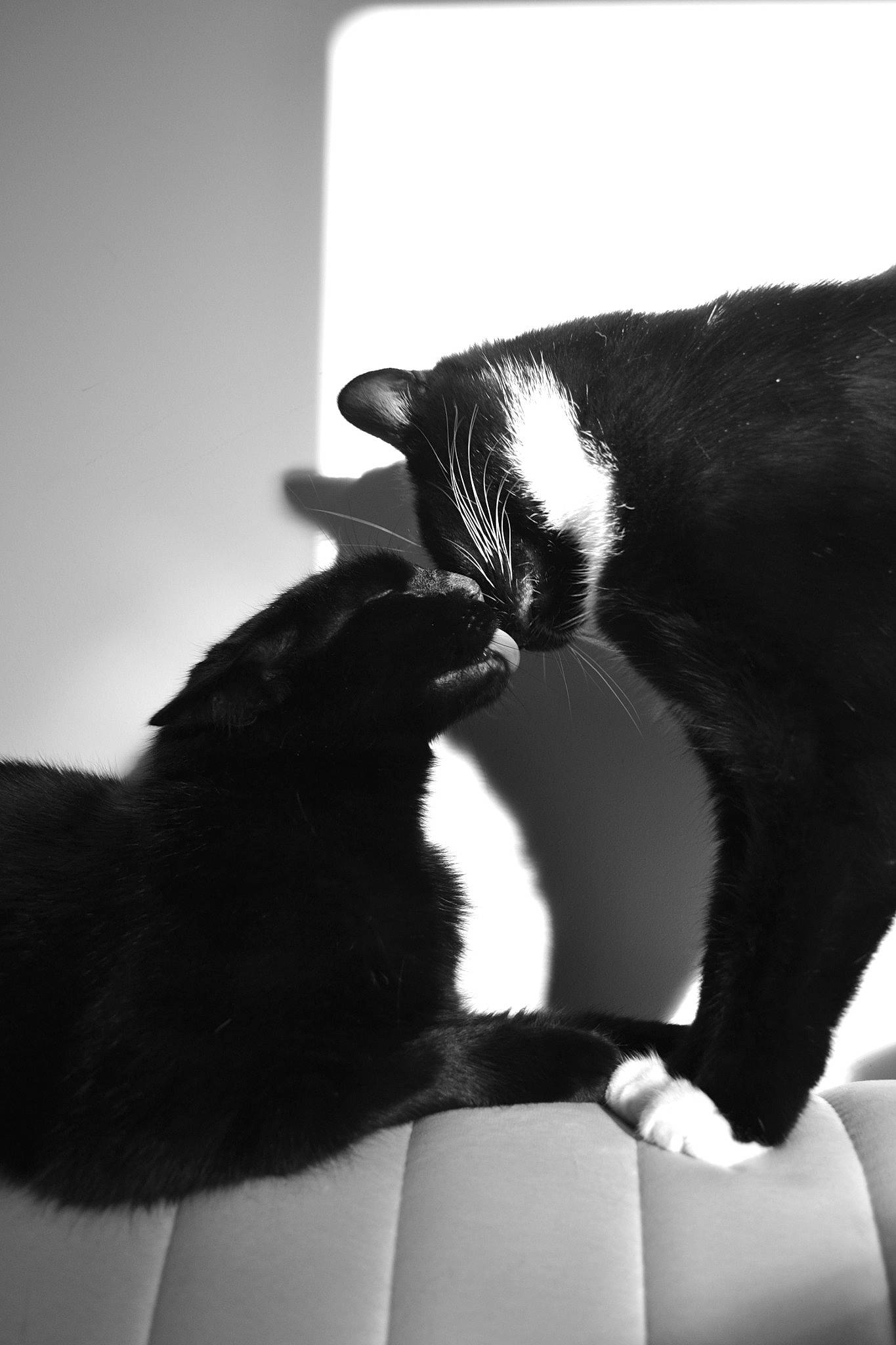 Sirius joined the competition — help win amazing prizes! black, black_and_white, carnivore, cat, comfort, eye, felidae, gesture, human_body, mammal, monochrome, monochrome_photography, plant, small_to_medium_sized_cats, snout, style, tail, tints_and_shades, vertebrate, whiskers