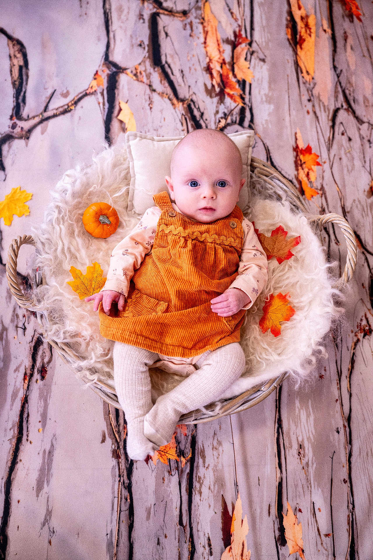 Sabrina is registered to the contest to win money with this photo: baby, infant, basket, autumn, fall_leaves, pumpkin, orange_dress, corduroy, tights, fluffy_blanket, wooden_floor, cute, portrait, indoor, child, seasonal, decor, cozy, small, sitting