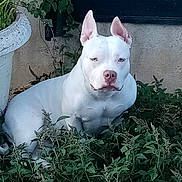 Utha participe au concours pour gagner de l'argent avec cette photo : animal, background, calm, canine, dog, ears, fur, greenery, guarding, leafy, muscular, nature, outdoor, pet, plant, pot, relaxed, serious_expression, sitting, white_dog