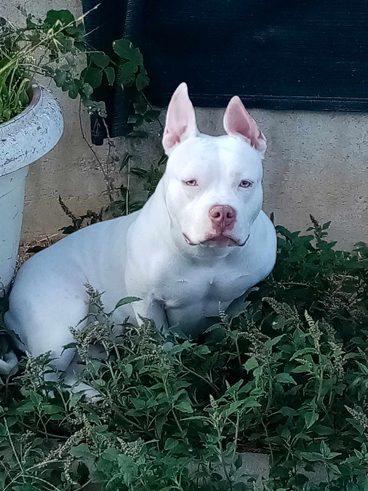 Utha participe au concours pour gagner de l'argent avec cette photo : animal, background, calm, canine, dog, ears, fur, greenery, guarding, leafy, muscular, nature, outdoor, pet, plant, pot, relaxed, serious_expression, sitting, white_dog