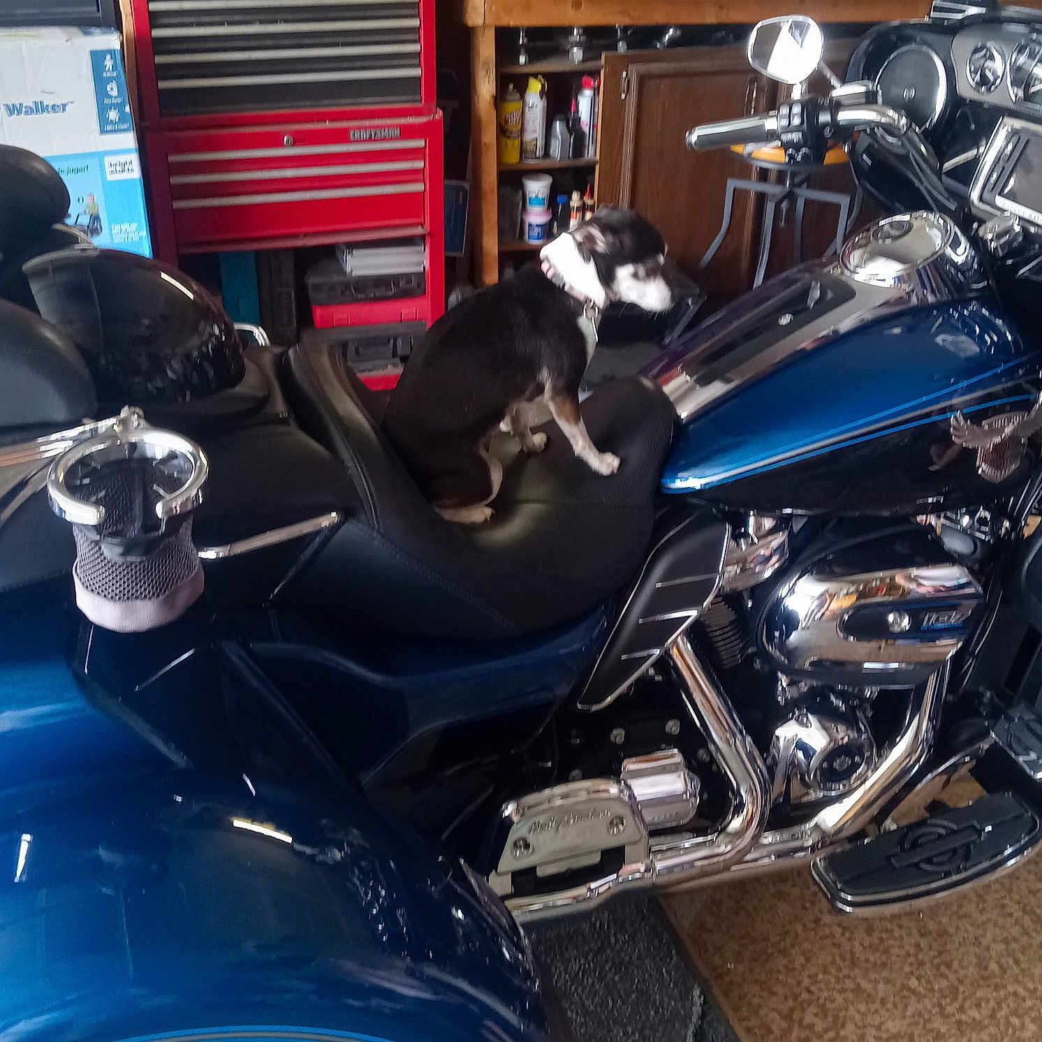 Oreo joined the competition — help win amazing prizes! alloywheel, animal, bulldog, canine, car, carwheel, chair, dog, engine, furniture, helmet, machine, motor, motorcycle, pet, spoke, tire, transportation, vehicle, wheel