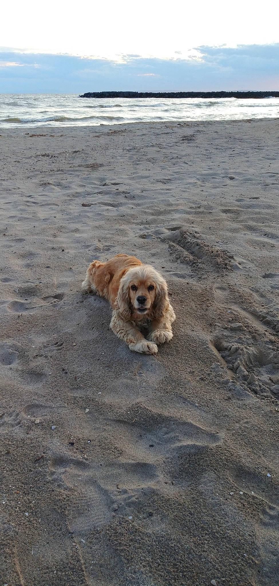 Roxie a rejoint le concours — aidez-le/la à gagner de superbes lots ! asphalt, beach, body_of_water, canidae, carnivore, coast, companion_dog, dog, dog_breed, horizon, ocean, sand, shore, sky, soil, sporting_group, toy_dog, water, wave, wind_wave