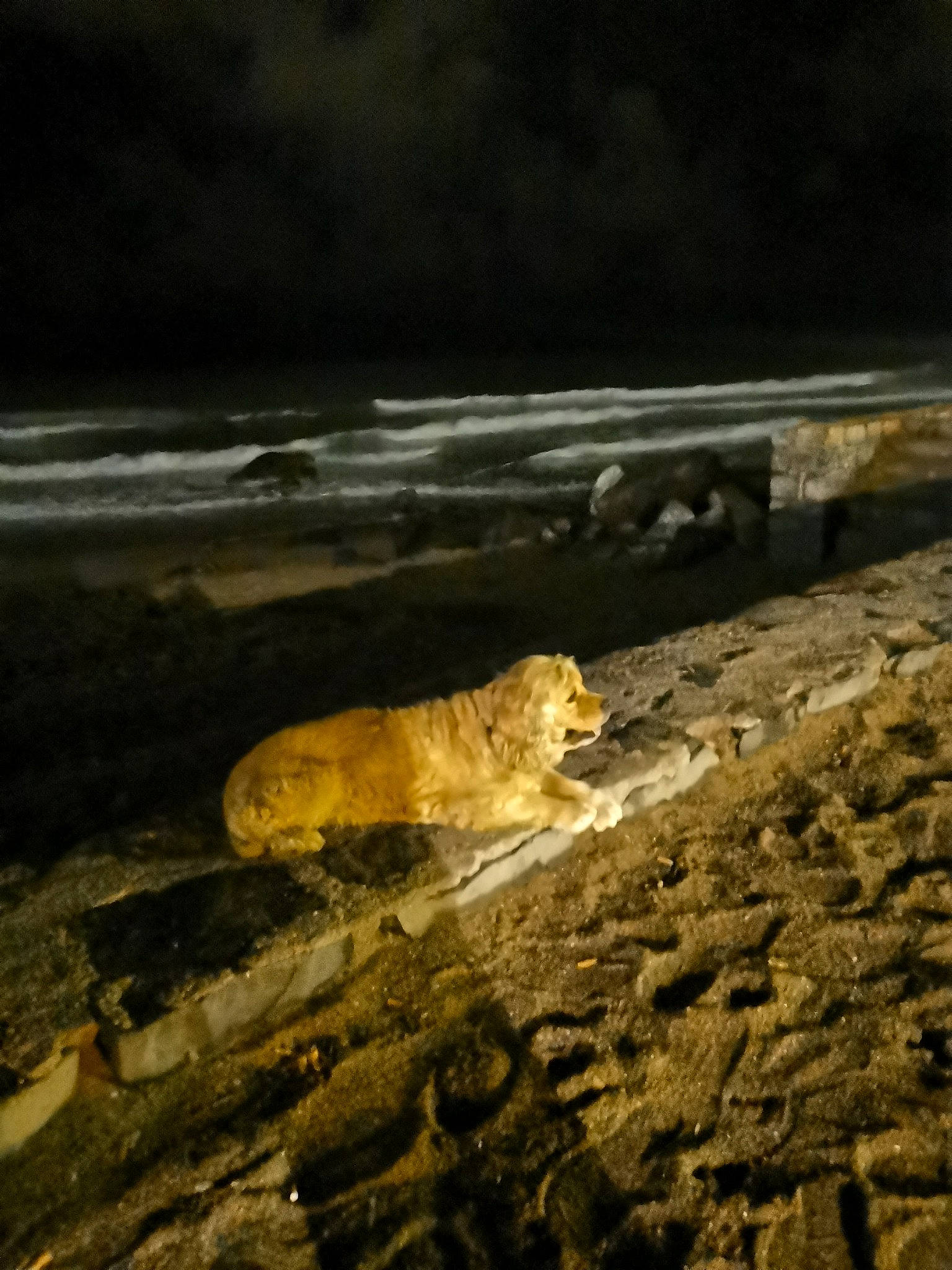 Roxie participe au concours pour gagner de l'argent avec cette photo : beach, carnivore, cloud, coast, felidae, horizon, landscape, night, ocean, rock, sand, seabird, seal, sky, soil, terrestrial_animal, water, wildlife, wind_wave, wood