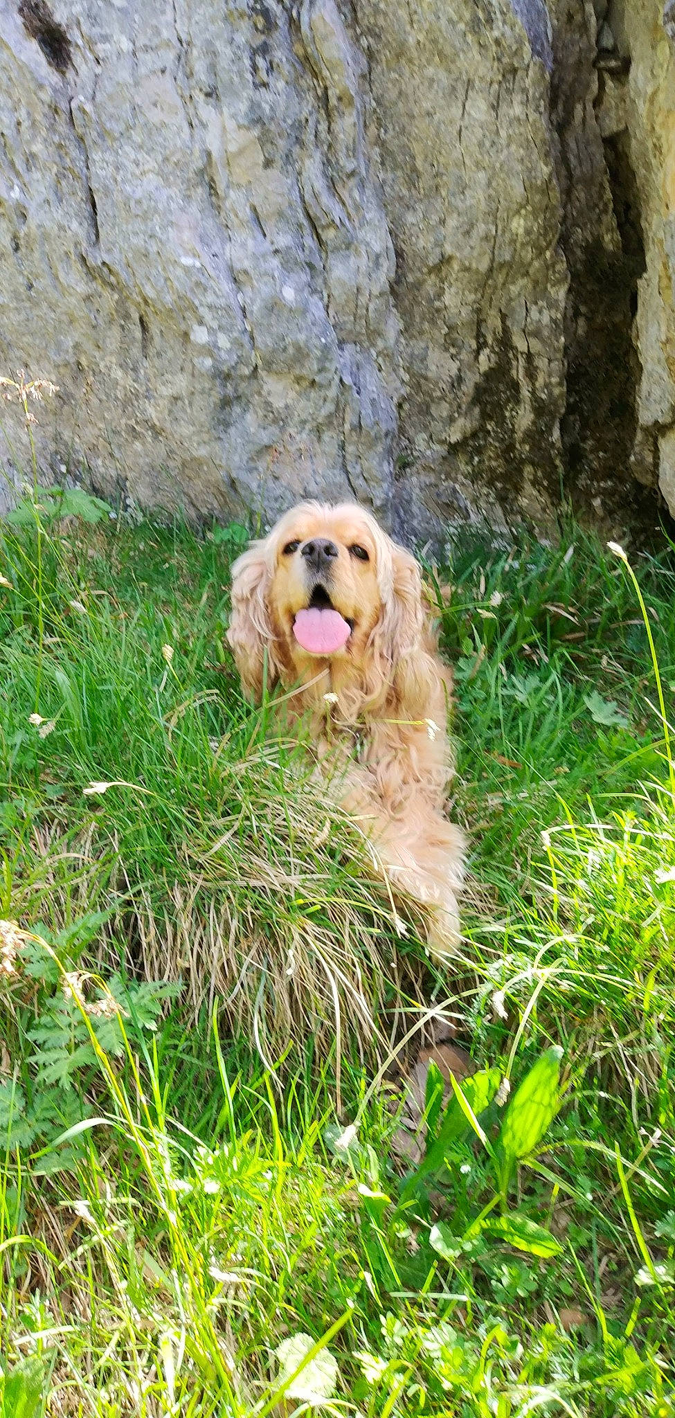 Roxie a rejoint le concours — aidez-le/la à gagner de superbes lots ! ball, canidae, carnivore, companion_dog, dog, dog_breed, fawn, fur, grass, groundcover, gun_dog, liver, plant, rock, spaniel, sporting_group, terrestrial_animal, toy_dog, wood, working_animal