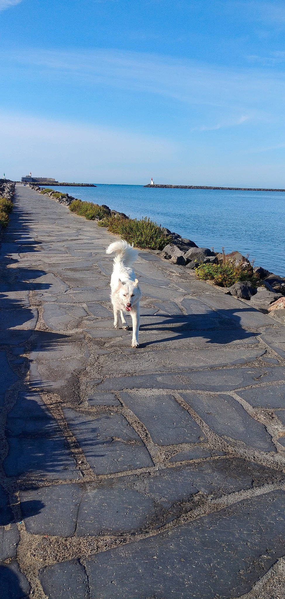 Fishy participe au concours pour gagner de l'argent avec cette photo : canidae, carnivore, cloud, coast, coastal_and_oceanic_landforms, companion_dog, dog, dog_breed, horizon, lake, ocean, road_surface, rock, shadow, shore, sky, sporting_group, water, wind_wave, working_animal