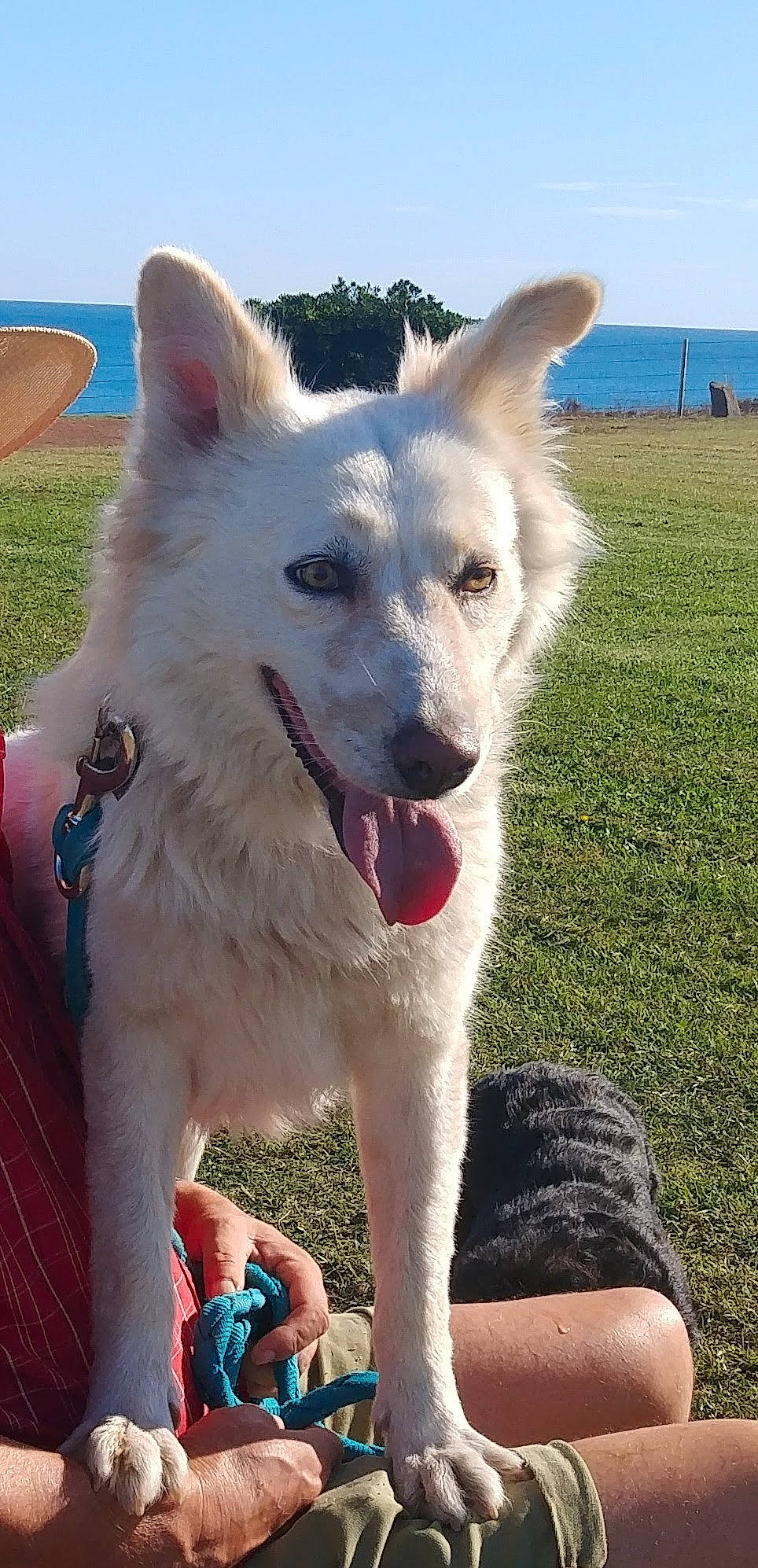 Fishy participe au concours pour gagner de l'argent avec cette photo : ancient_dog_breeds, blue, carnivore, collar, companion_dog, dog, dog_breed, dog_collar, fang, giant_dog_breed, grass, non_sporting_group, sky, sporting_group, tail, working_animal, working_dog