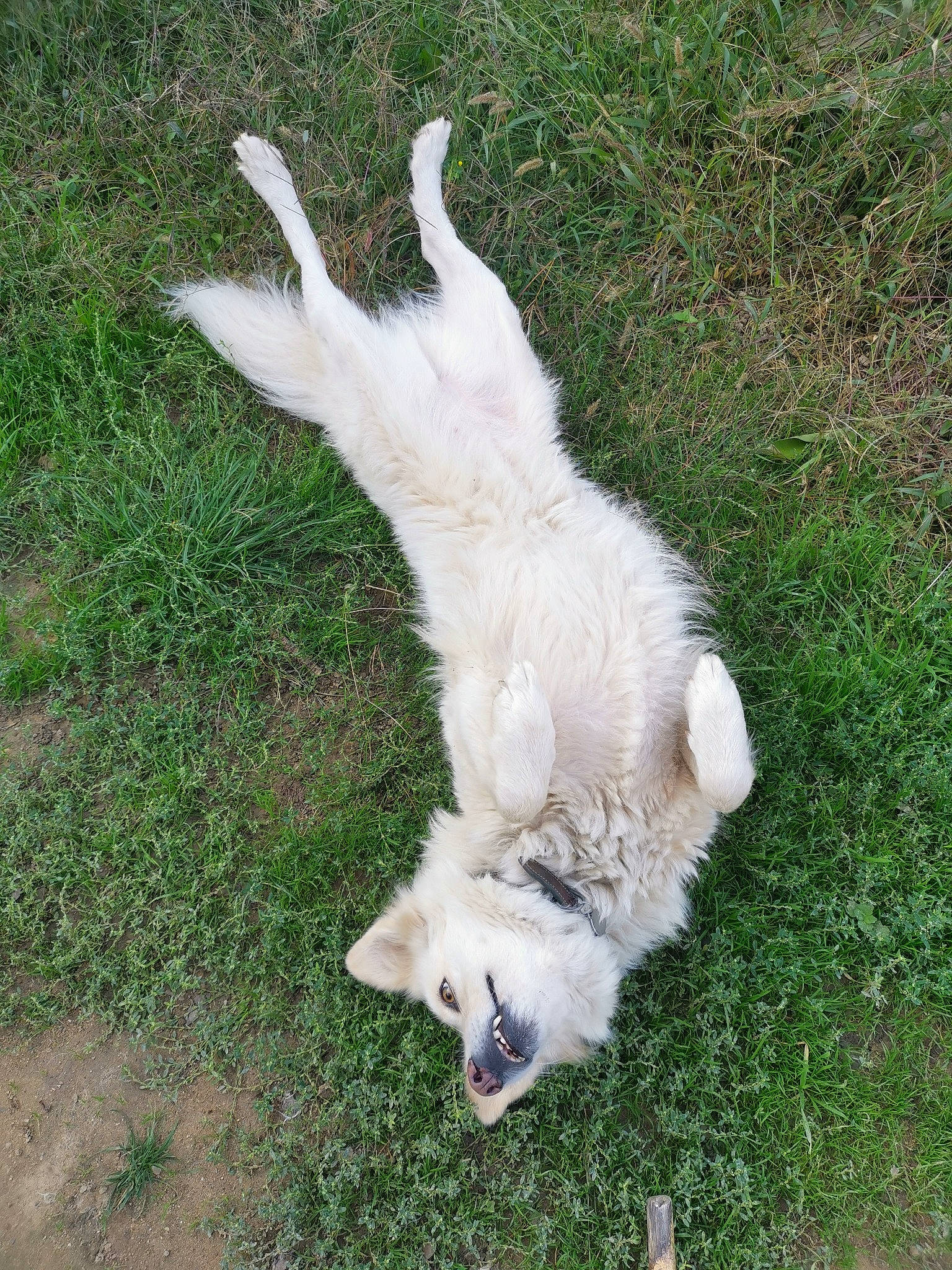 Fishy participe au concours pour gagner de l'argent avec cette photo : american_eskimo_dog, canidae, carnivore, claw, companion_dog, dog, dog_breed, fawn, felidae, fur, grass, pasture, paw, plant, small_to_medium_sized_cats, sporting_group, tail, terrestrial_animal