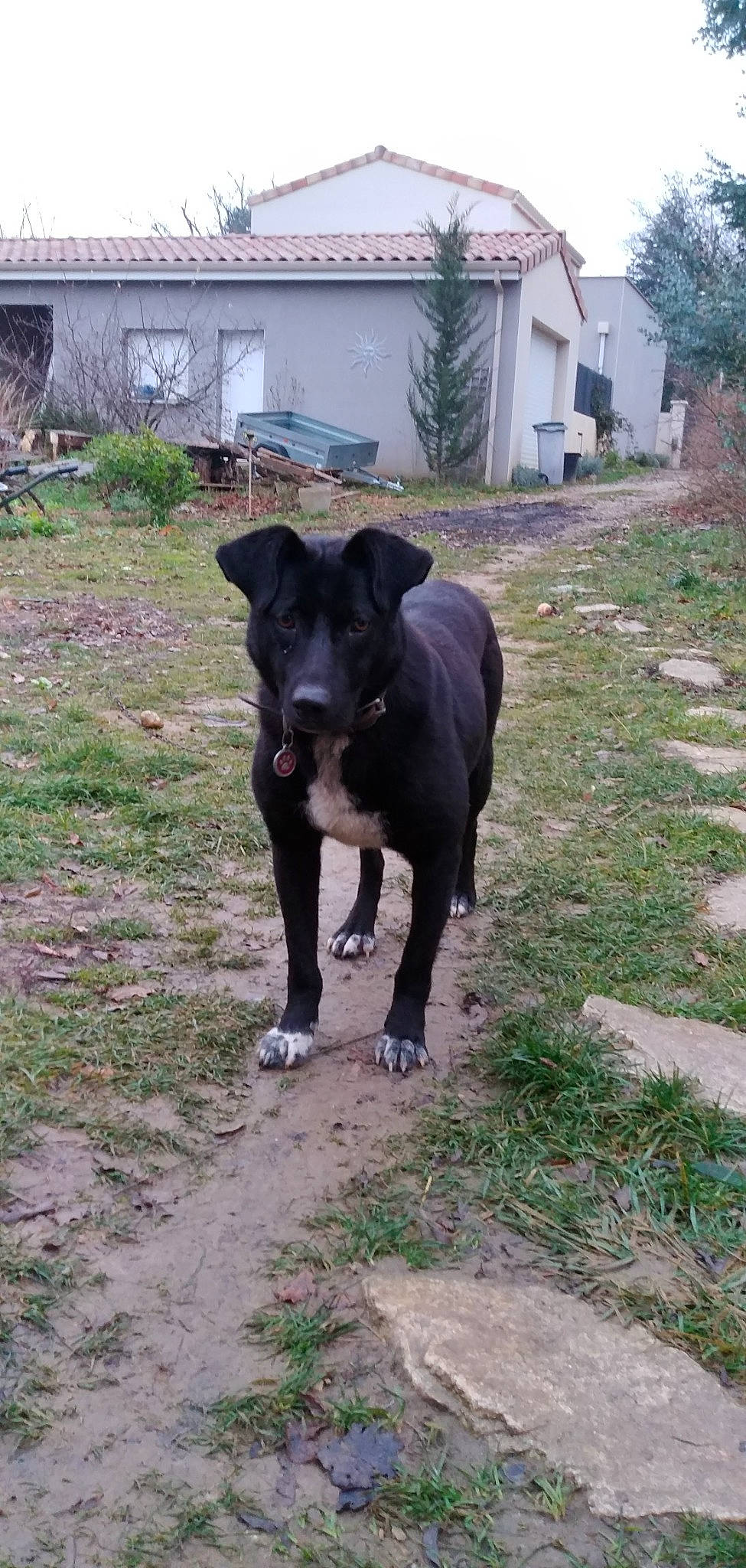Annabella a rejoint le concours — aidez-le/la à gagner de superbes lots ! borador, bovine, canidae, carnivore, collar, dog, dog_breed, dog_collar, grass, guard_dog, landscape, livestock, plant, snout, sporting_group, tail, terrestrial_animal, tree, window, working_animal