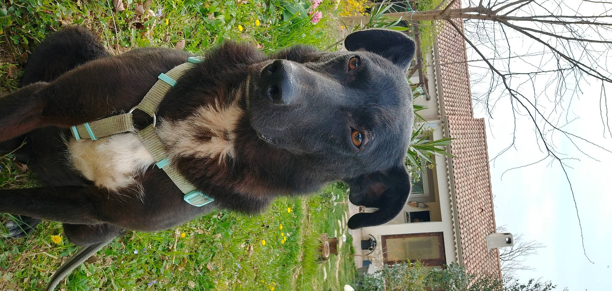 Annabella participe au concours pour gagner de l'argent avec cette photo : borador, building, canidae, carnivore, collar, companion_dog, dog, dog_breed, dog_collar, fawn, fur, grass, pet_supply, plant, snout, sporting_group, terrestrial_animal, tree, window, working_animal