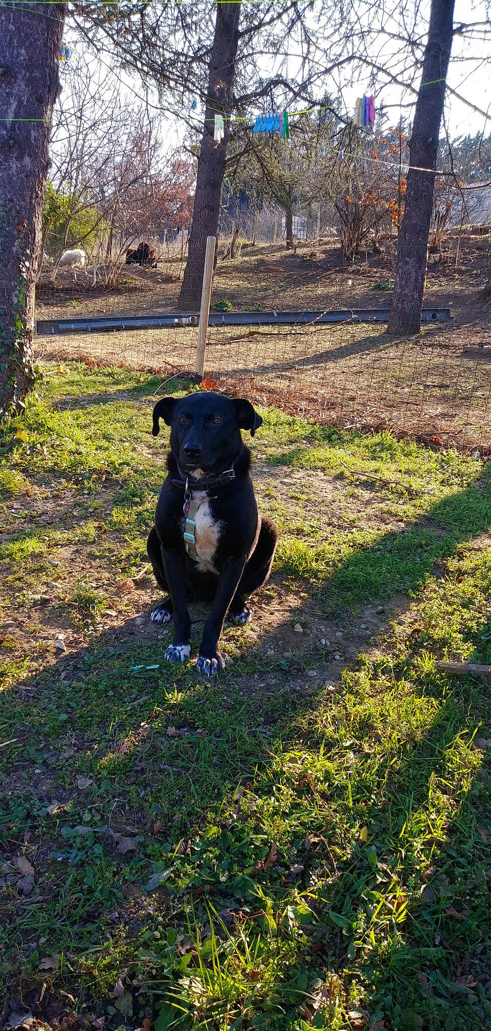 Annabella a rejoint le concours — aidez-le/la à gagner de superbes lots ! borador, canidae, carnivore, companion_dog, dog, dog_breed, fawn, grass, grassland, guard_dog, gun_dog, pasture, plant, shadow, snout, soil, tail, tints_and_shades, tree, working_animal