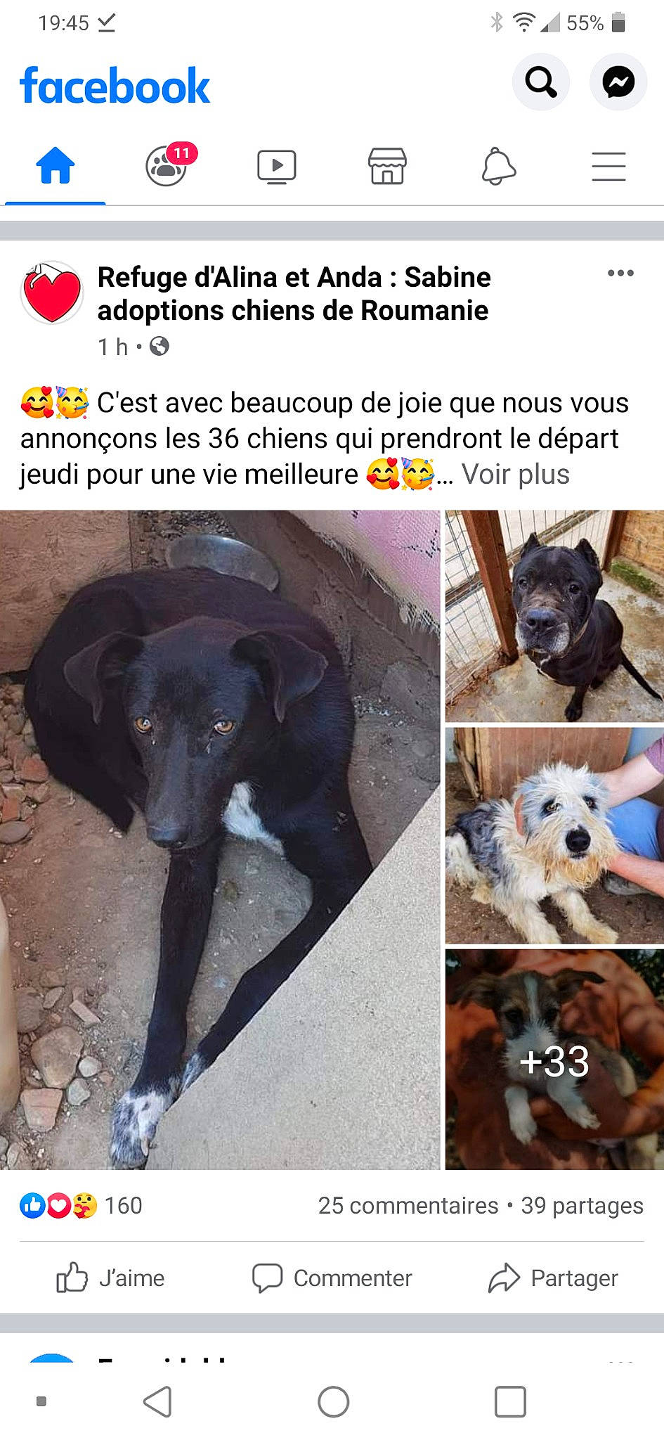Annabella a rejoint le concours — aidez-le/la à gagner de superbes lots ! canidae, carnivore, collar, companion_dog, dog, dog_breed, dog_supply, font, fur, internet_meme, mammal, pet_supply, photo_caption, screenshot, selfie, snout, sporting_group, terrestrial_animal, toy_dog, working_animal