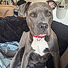 amber_eyes, animal, blanket, couch, dog, floppy_ears, funny_expression, gray_dog, household, indoor, kitchen, living_room, person, pet, pit_bull, portrait, red_collar, short_hair, sitting, white_chest