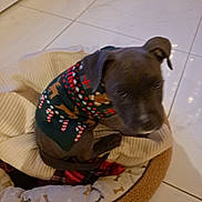 Arrow participe au concours pour gagner de l'argent avec cette photo : dog, puppy, sweater, festive, bed, blanket, tile_floor, indoor, pet, brown_dog, canine, resting, cozy, small_dog, cute, animal, domestic_animal, warm, seated, looking_down