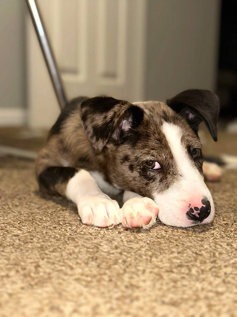 Ginny is registered to the contest to win money with this photo: canidae, carnivore, comfort, companion_dog, dog, dog_breed, fawn, foot, fur, non_sporting_group, paw, snout, sporting_group, terrestrial_animal, whiskers, wood, working_animal