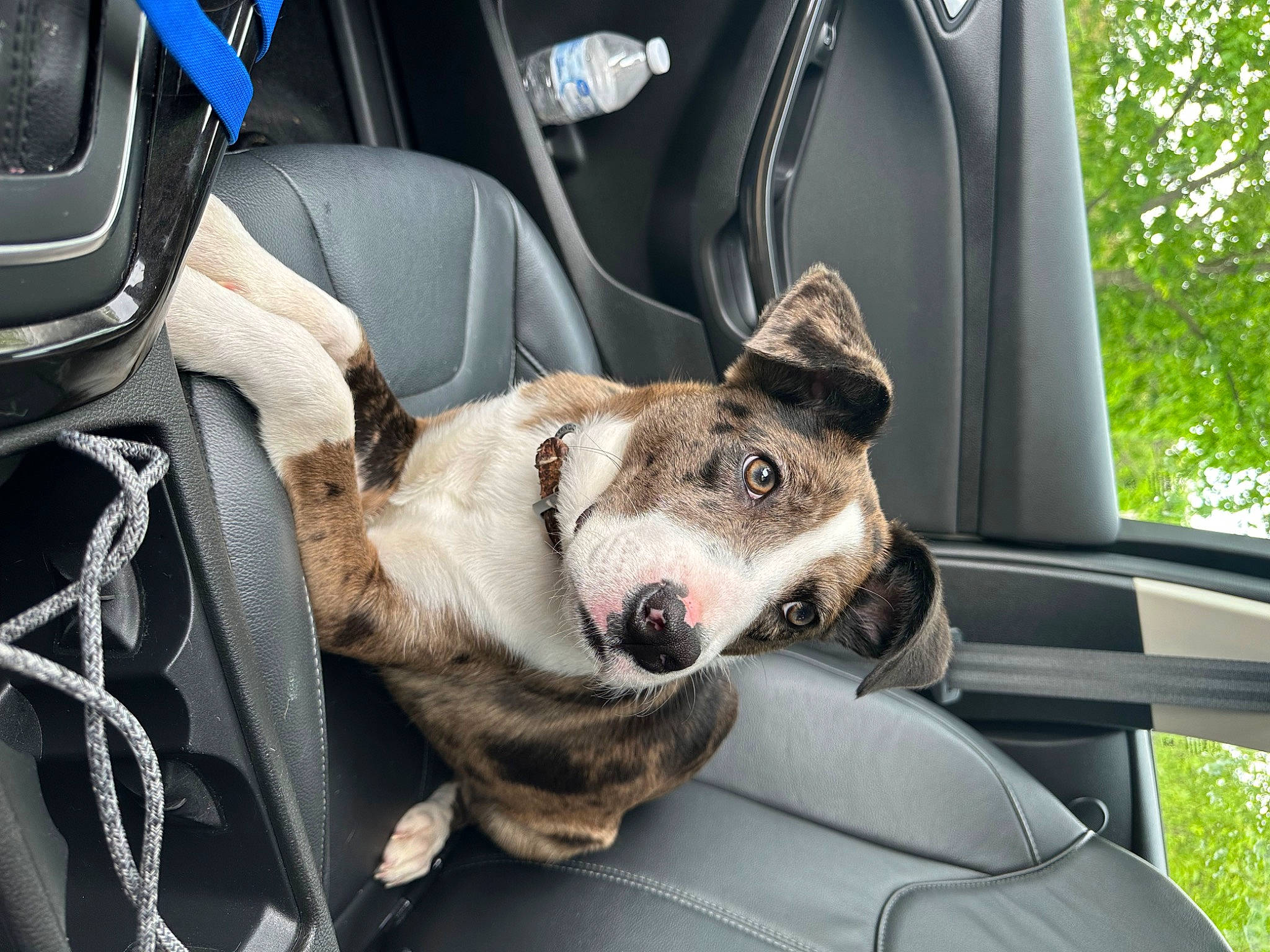 Ginny joined the competition — help win amazing prizes! auto_part, automotive_exterior, automotive_wheel_system, car, car_seat, car_seat_cover, carnivore, collar, companion_dog, dog, dog_breed, family_car, fawn, motor_vehicle, personal_luxury_car, snout, steering_wheel, tree, vehicle, vehicle_door