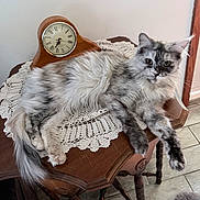 Ellie Mae is registered to the contest to win money with this photo: cat, fluffy_cat, long_hair, gray_cat, white_cat, pet, animal, lying_down, lounging, indoors, antique_table, wooden_furniture, vintage_clock, crocheted_doily, tile_floor, home_decor, whiskers, pointed_ears, tail, portrait
