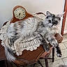 cat, fluffy_cat, long_hair, gray_cat, white_cat, pet, animal, lying_down, lounging, indoors, antique_table, wooden_furniture, vintage_clock, crocheted_doily, tile_floor, home_decor, whiskers, pointed_ears, tail, portrait
