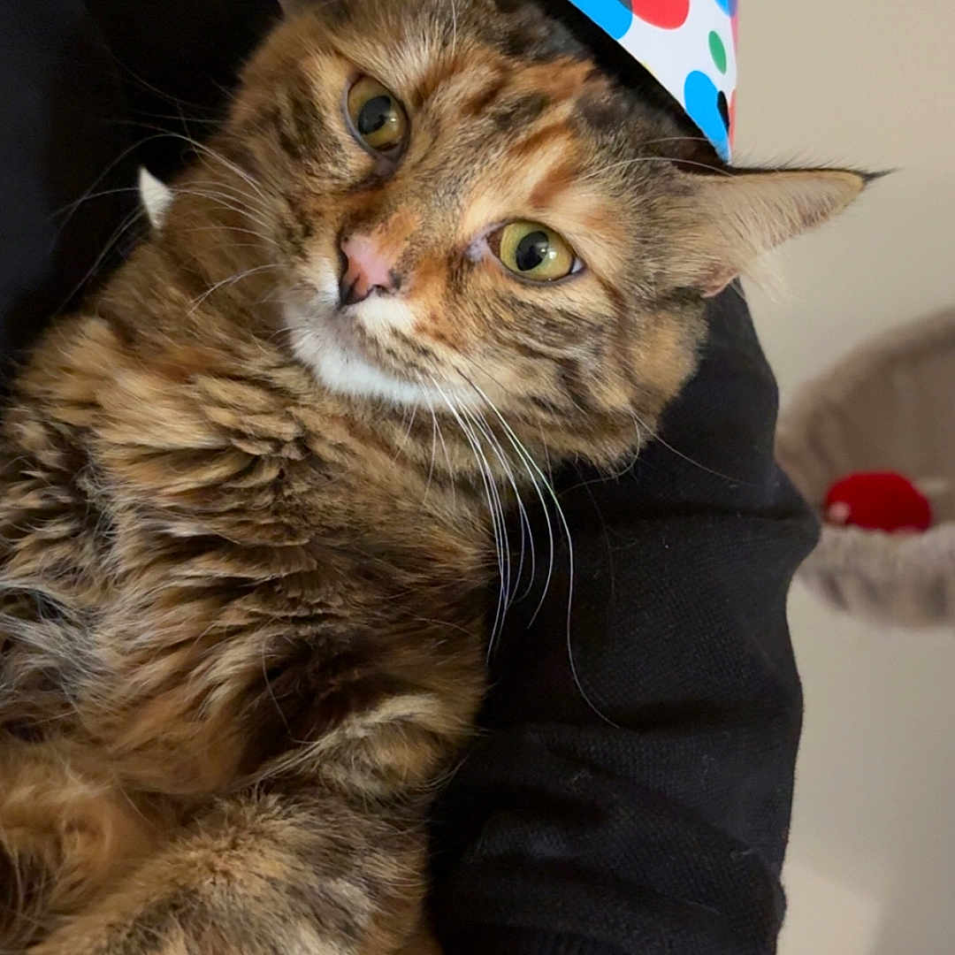 Chipie a rejoint le concours — aidez-le/la à gagner de superbes lots ! abyssinian, animal, cap, cat, clothing, couch, face, furniture, hat, head, kitten, manx, partyhat, person, pet, photography, portrait